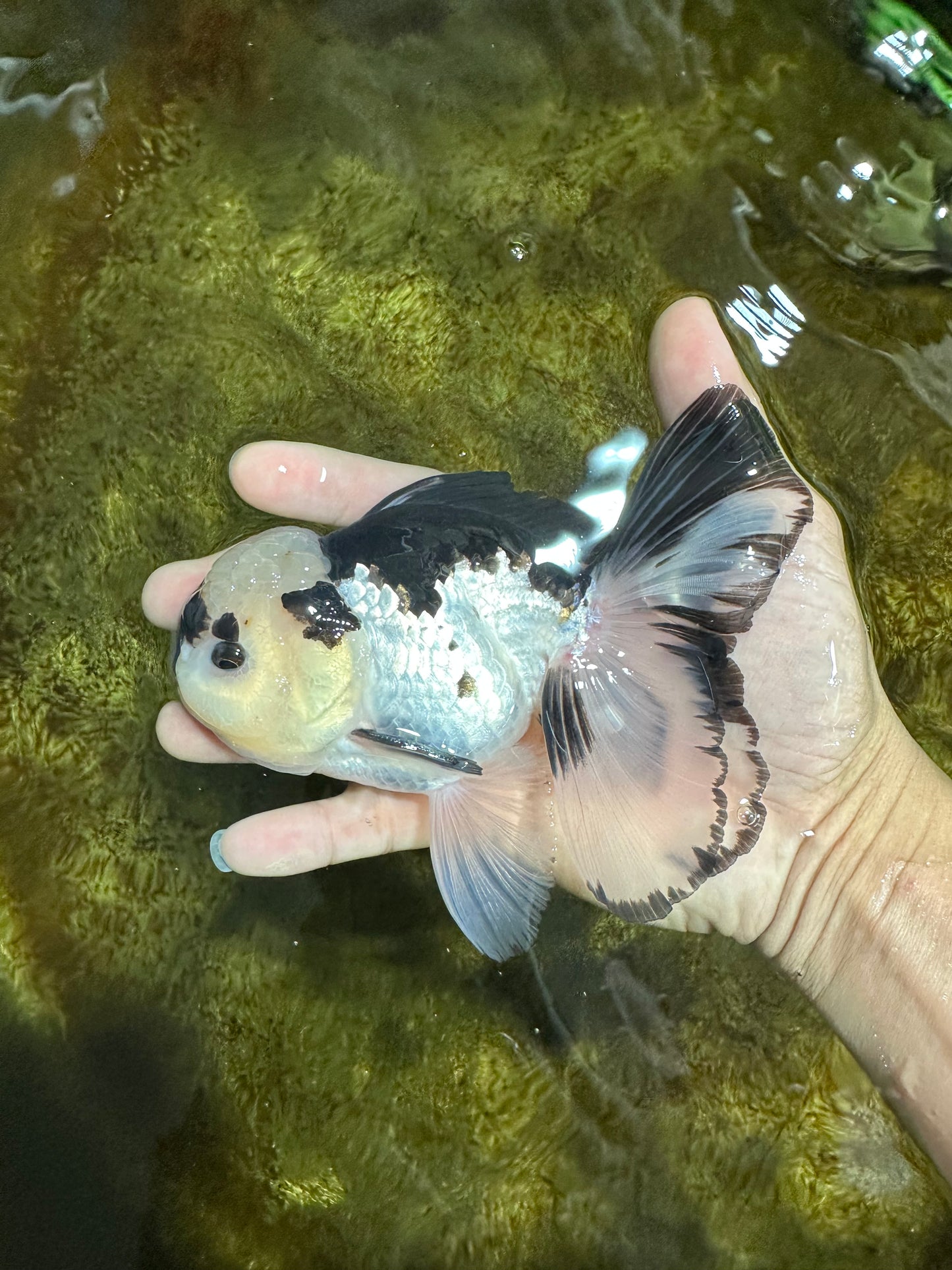 A Grade Panda Button Eyes Oranda Male 5-5.5 inches #091925OR_06