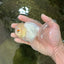 White Beauty Oranda Male 4.5-5 inches #071125OR_14