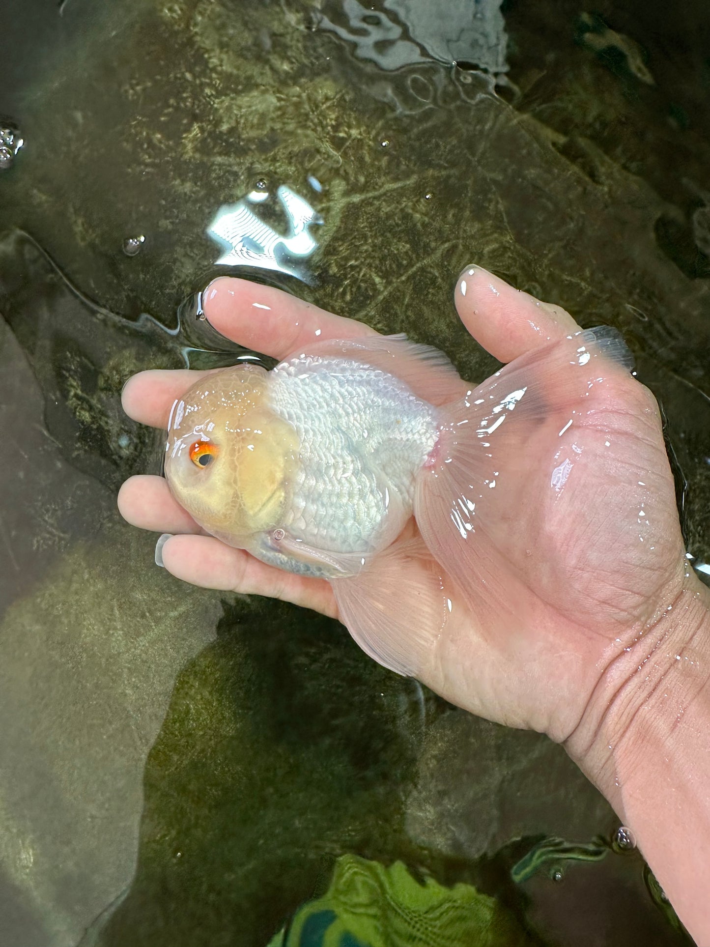 White Beauty Oranda Male 4.5-5 inches #071125OR_14