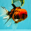 A Grade Tiger Oranda Male 7.5 inches #101626OR_19