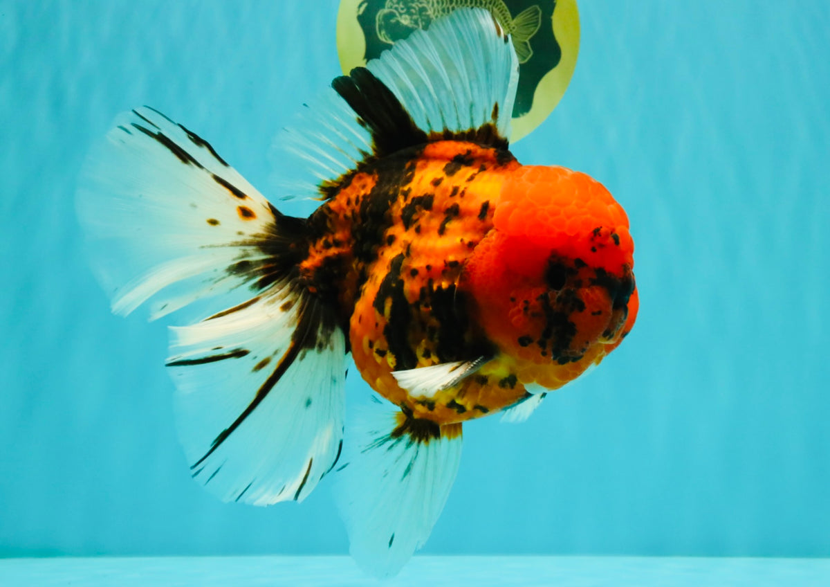 A Grade Tiger Oranda Male 7.5 inches #101626OR_19