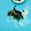 Panda Oranda Male 3.5 inches #1004OR_28