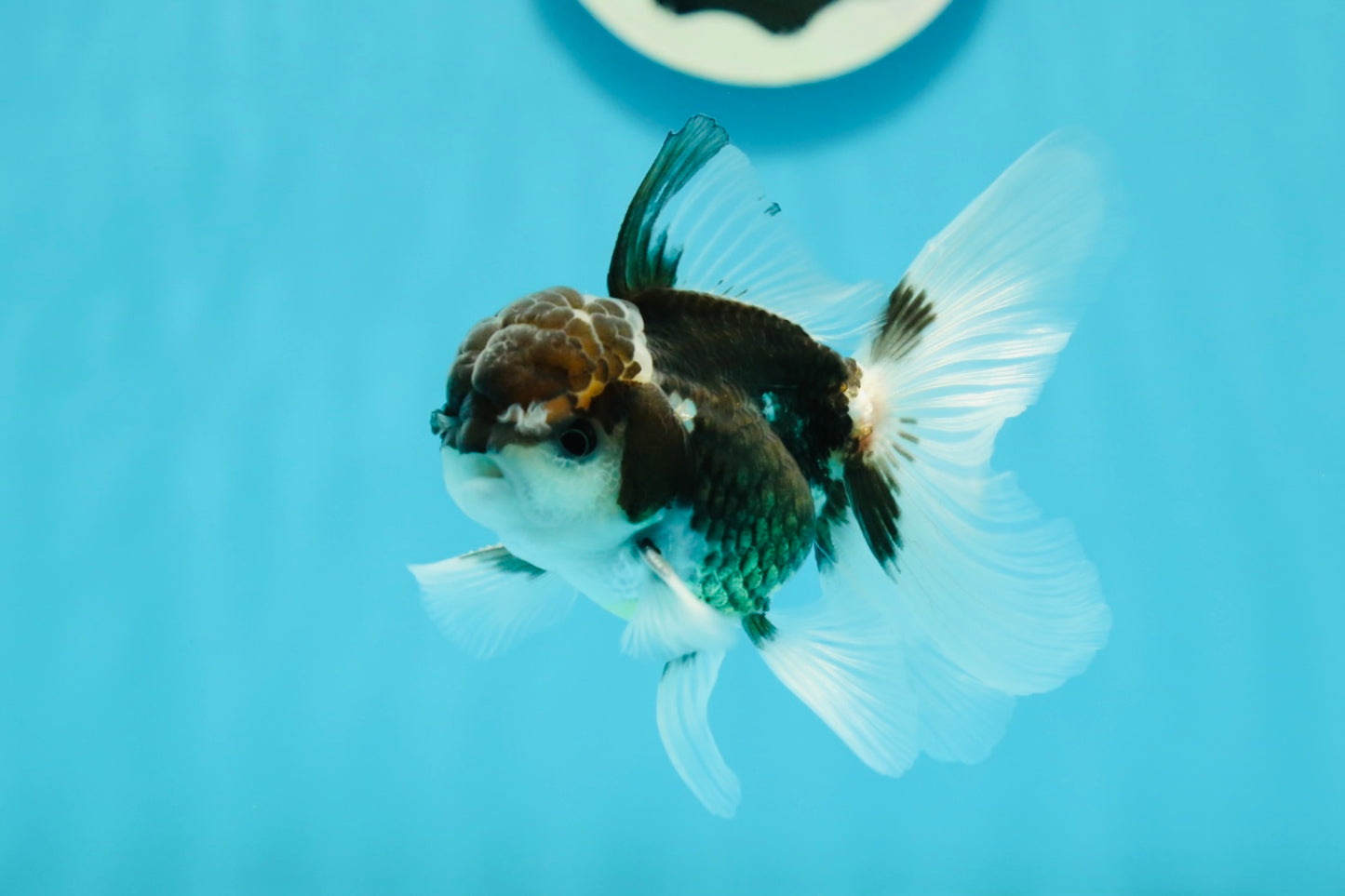 Panda Oranda Male 3.5 inches #1004OR_28