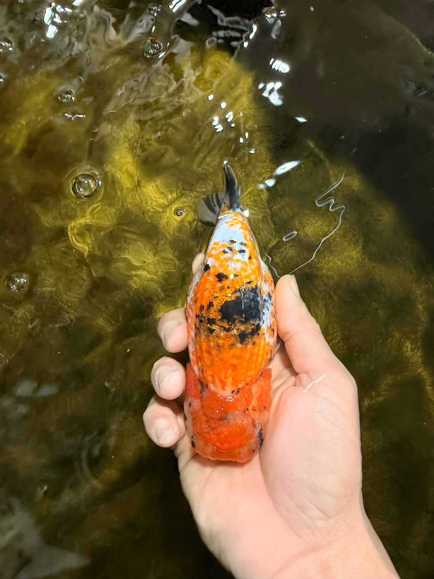 Tricolor Lionchu Female 5 inches #103125LC_16