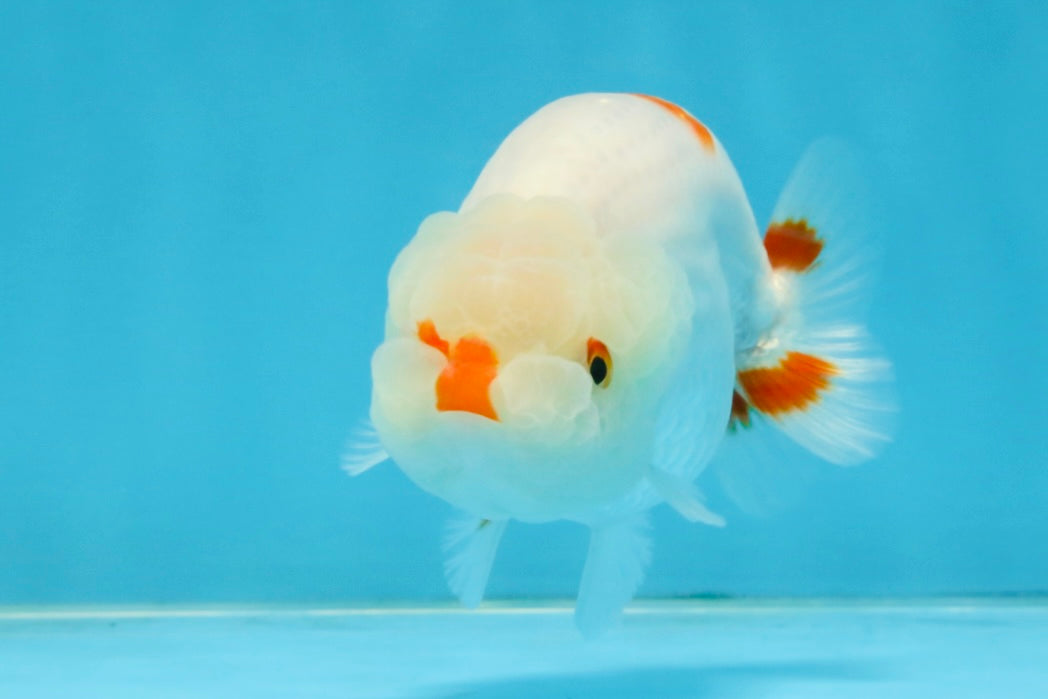 A Grade Red White LionQueen 4 inches #112125LC_09