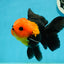 Grumpy 😡 A Grade Red Head Button Eyes Oranda Male 4.5-5 inches #1004OR_38