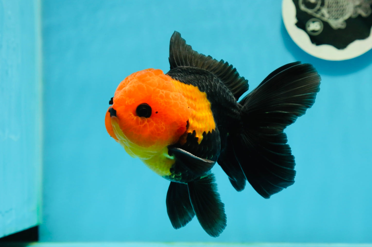 Grumpy 😡 A Grade Red Head Button Eyes Oranda Male 4.5-5 inches #1004OR_38