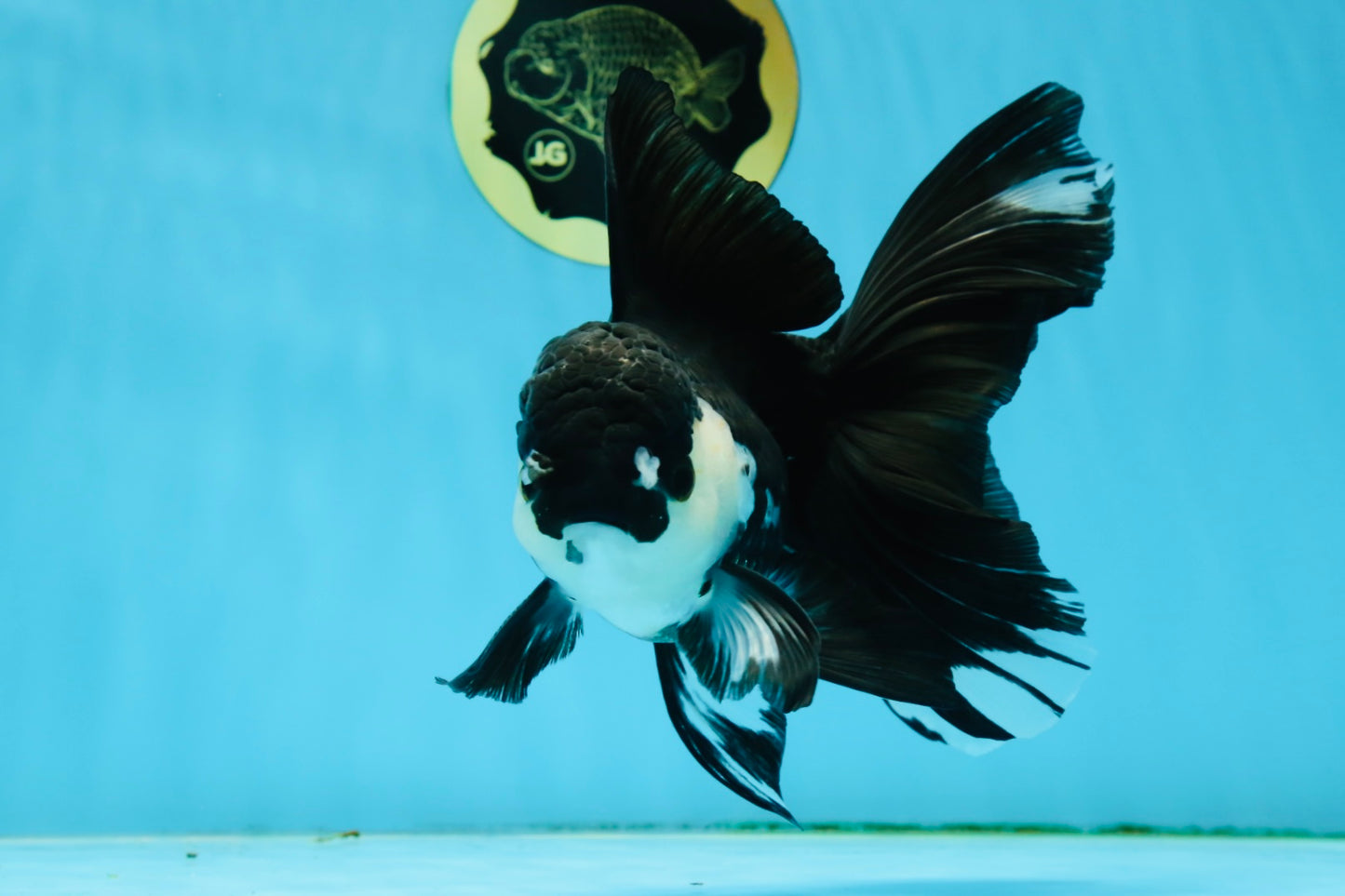 A Grade Fluffy Tail Panda Oranda Male 6 inches #011725OR_02