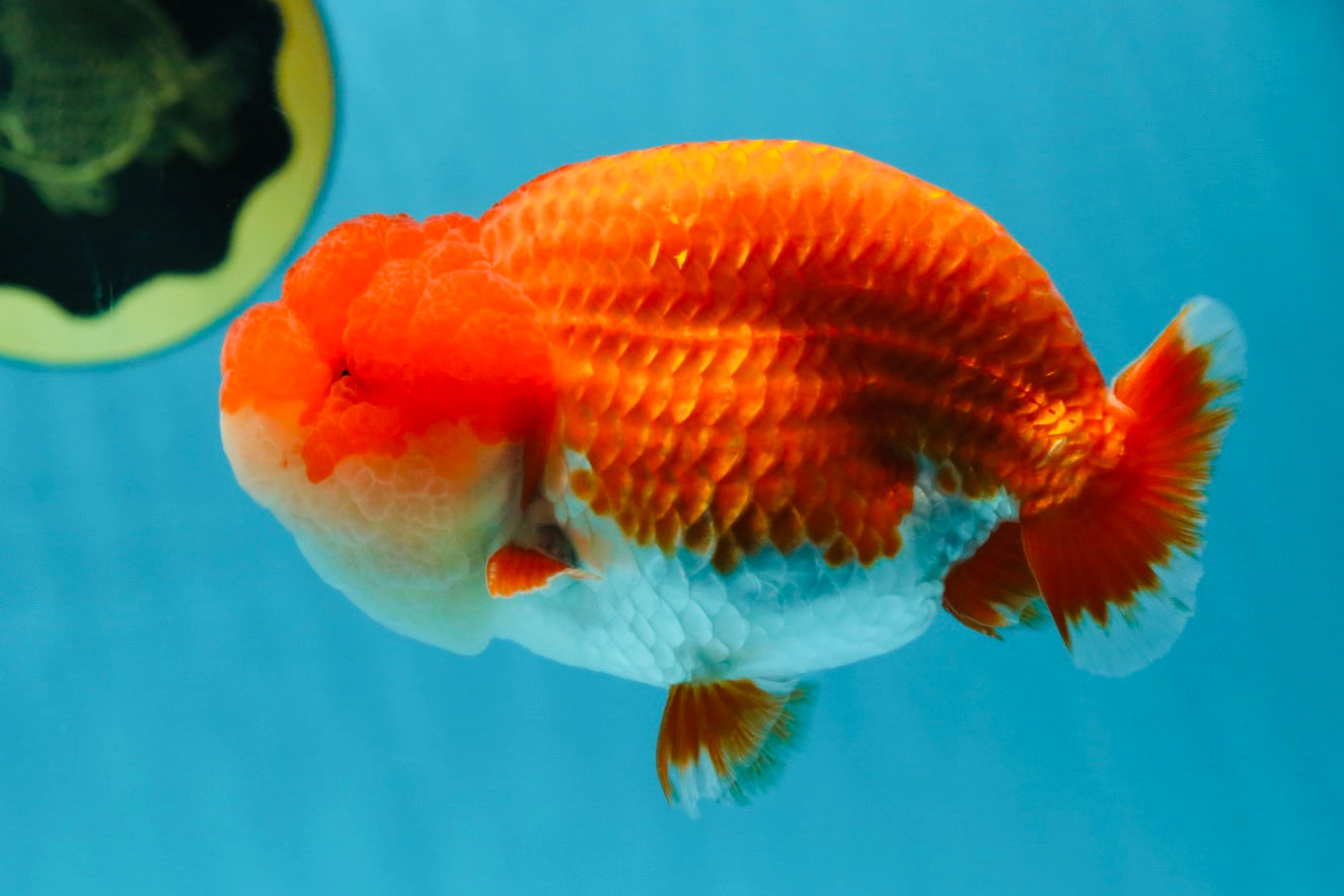 AAA Grade Red White LionKing 4.5 inches #050925LC_11