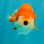 A Grade Red White LionQueen 4-4.5 inches #081426LC_18