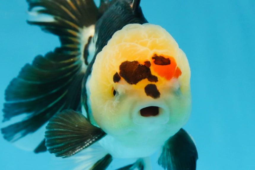 AAA Grade PUPPY Tricolor Oranda Male 5.5 inches #080125OR_24