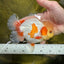 AAA Grade 🍋 Lemonhead Nemo Red White Oranda Male 5-5.5 inches #122922OR_07
