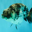 AAA Grade White Tiger Ranchu Female 4.5 inches #071726RC_09