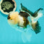 AAA Grade BULLDOG Panda Oranda Female 5-5.5 inches #1018OR_20