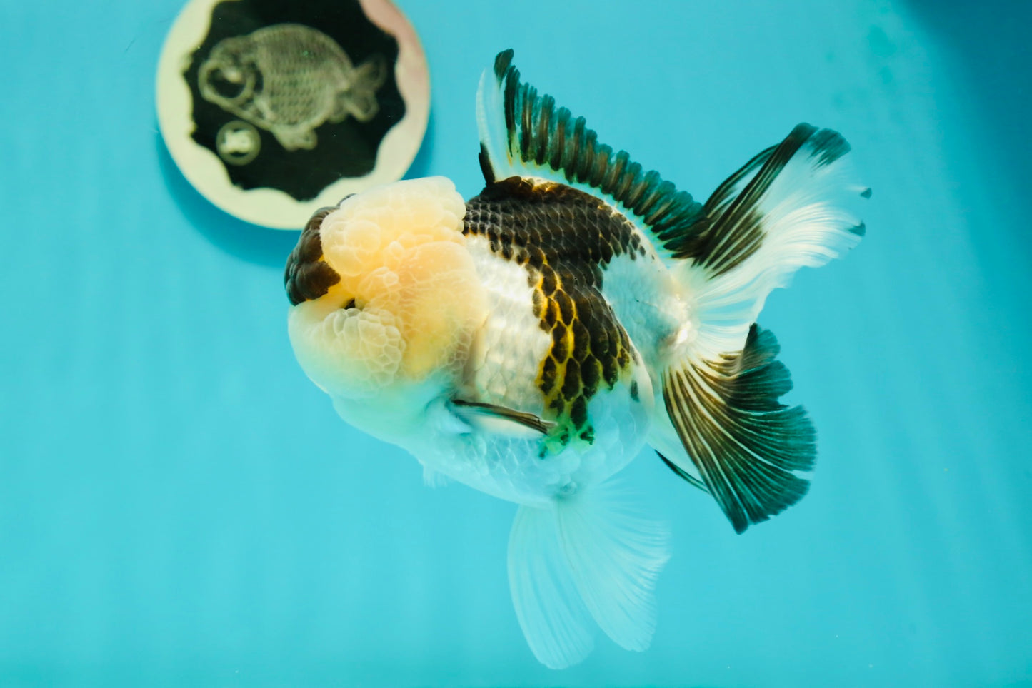 AAA Grade BULLDOG Panda Oranda Female 5-5.5 inches #1018OR_20