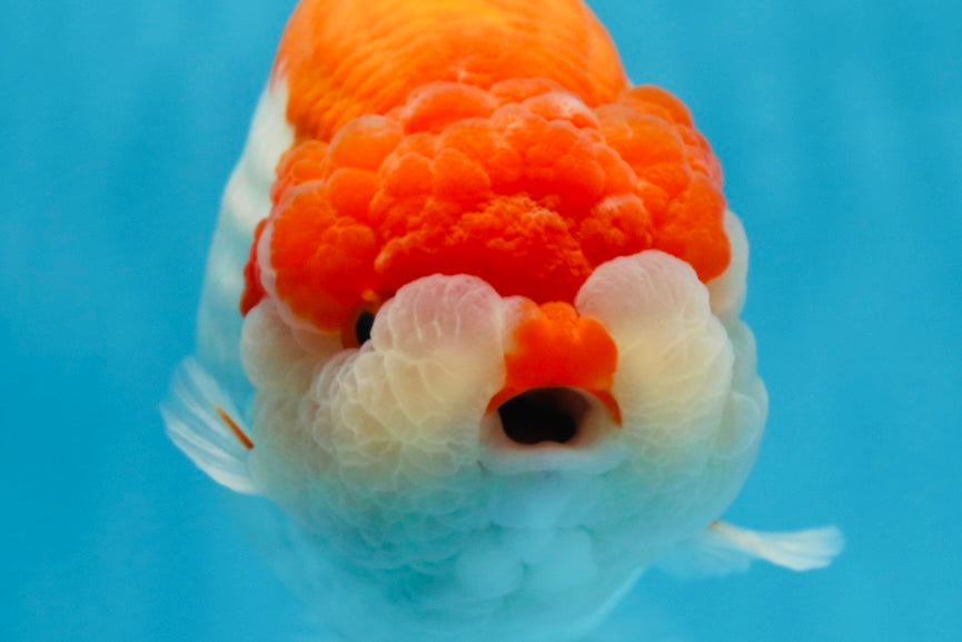 AAA Grade Red White LionKing 5.5-6 inches #081525LC_01