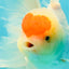 A Grade Special Heart Head Red White Oranda Male 6 inches #101626OR_01