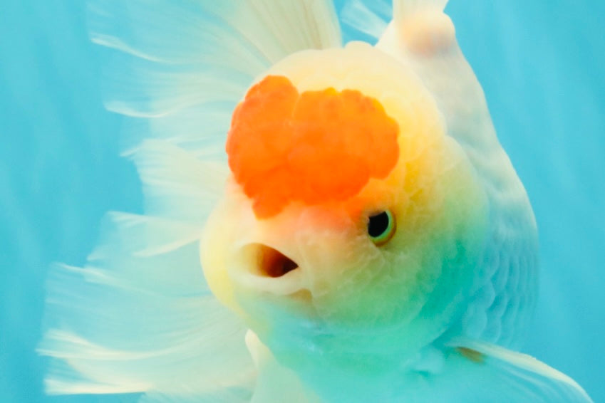 A Grade Special Heart Head Red White Oranda Male 6 inches #101626OR_01