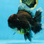 AAA Grade Young Godzilla Sakura Kirin Oranda Male 6 inches #081525OR_11