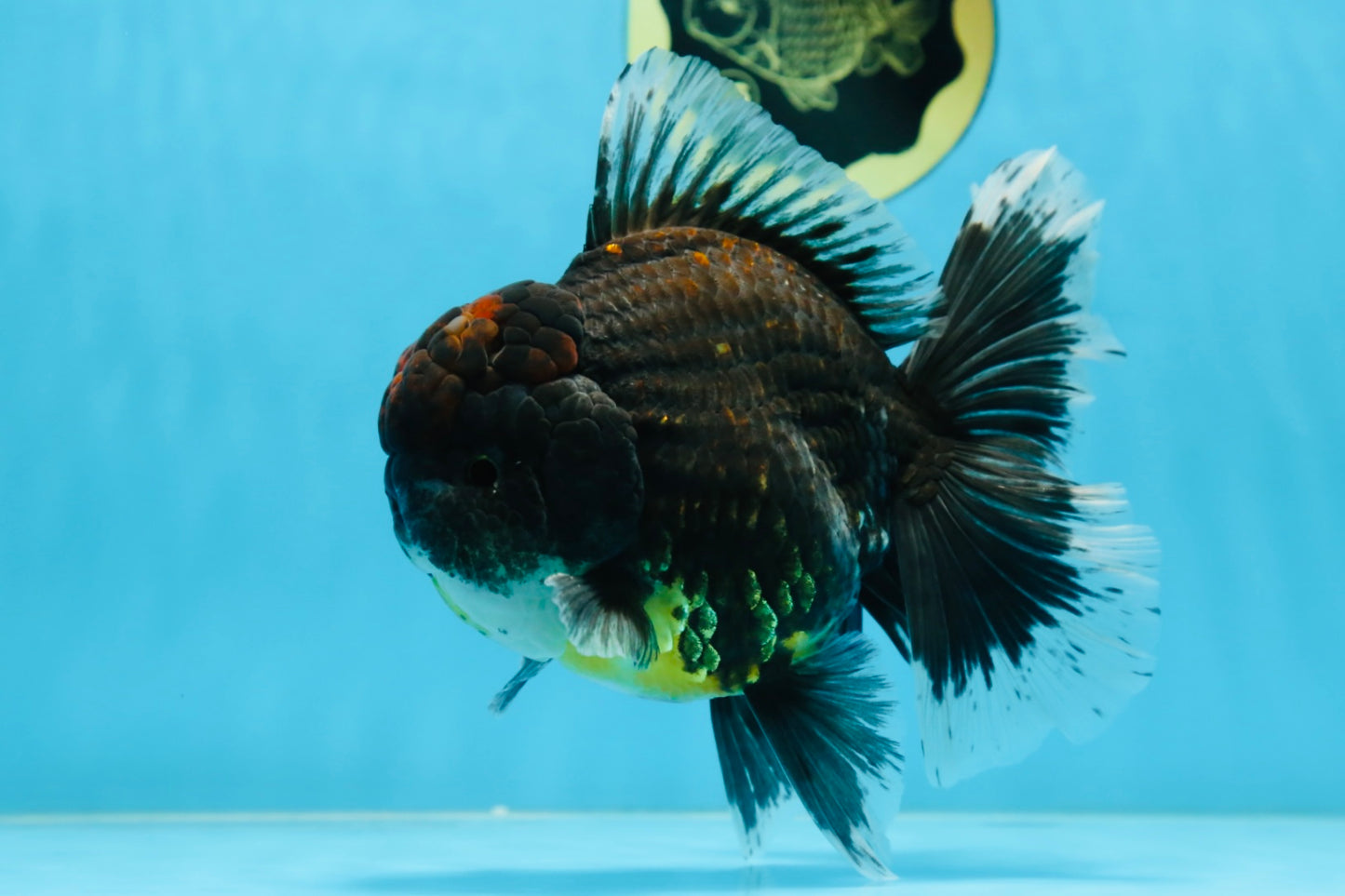 AAA Grade Young Godzilla Sakura Kirin Oranda Male 6 inches #081525OR_11