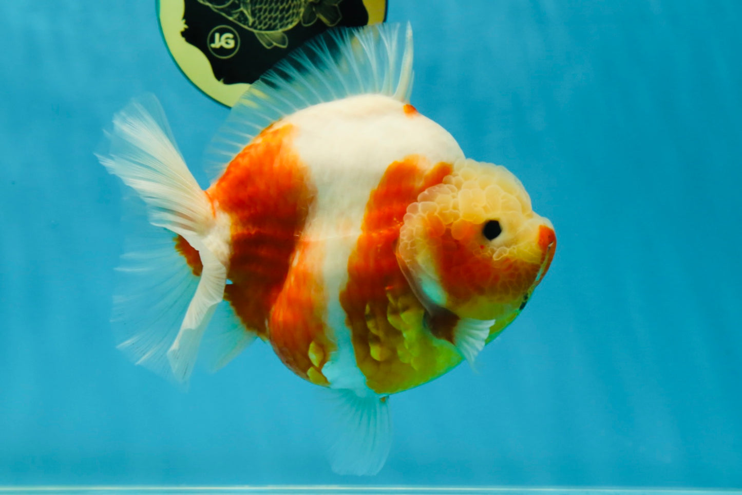 AAA Grade Godzilla Sakura Yuanbao Female 5.5 inches #050925YB_20