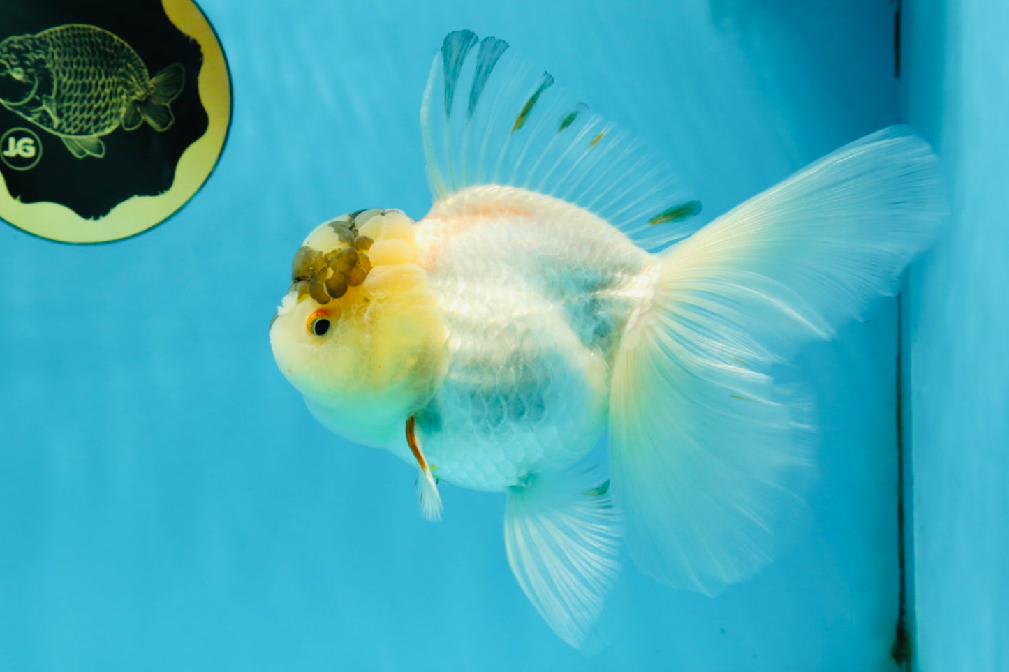 A Grade Unique Tricolor Oranda Female 6 inches #050225OR_03