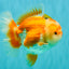 CHUBBY AAA Grade Red White Oranda Male 6 inches #081426OR_01