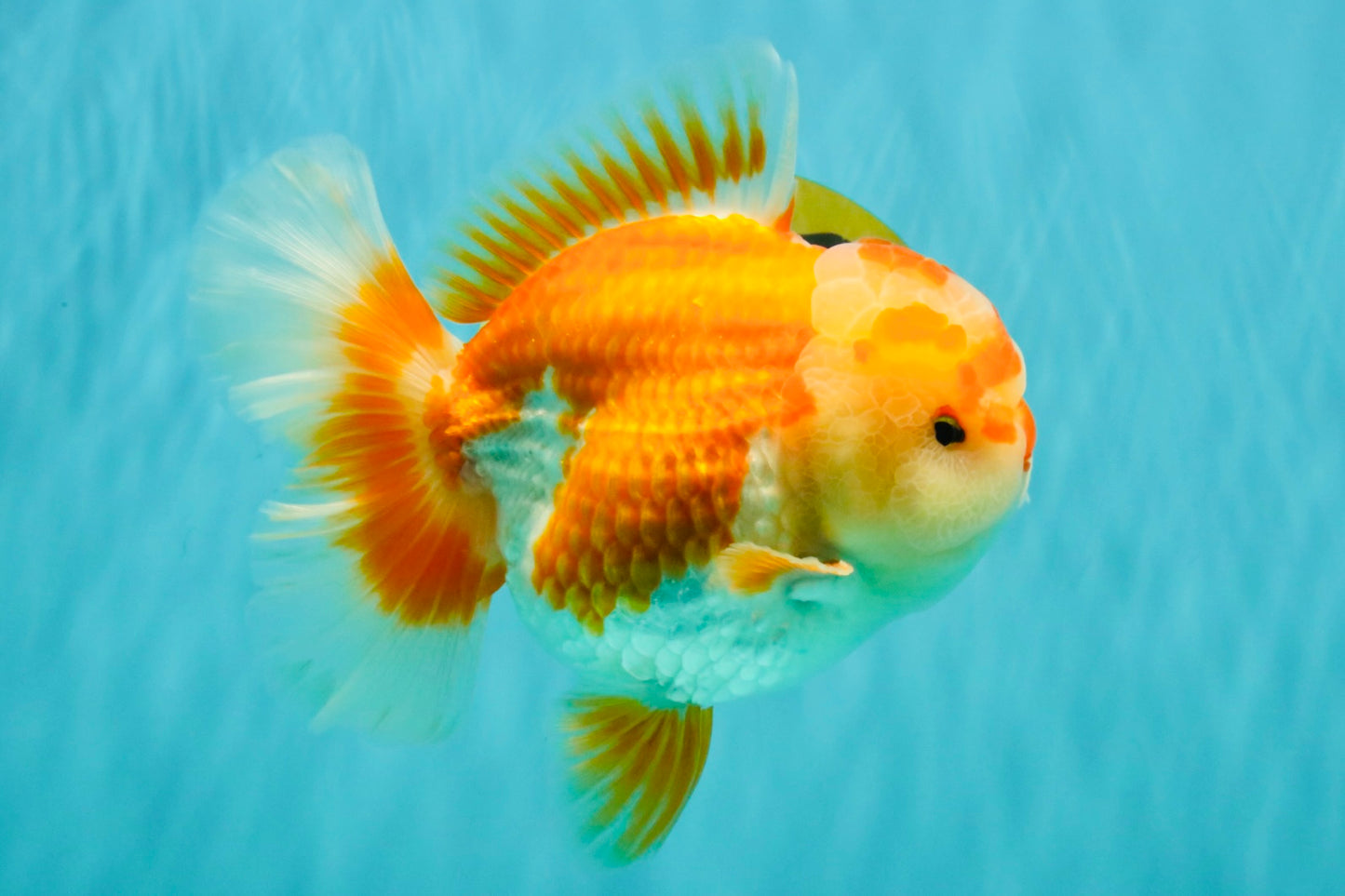 CHUBBY AAA Grade Red White Oranda Male 6 inches #081426OR_01