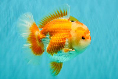 CHUBBY AAA Grade Red White Oranda Male 6 inches #081426OR_01
