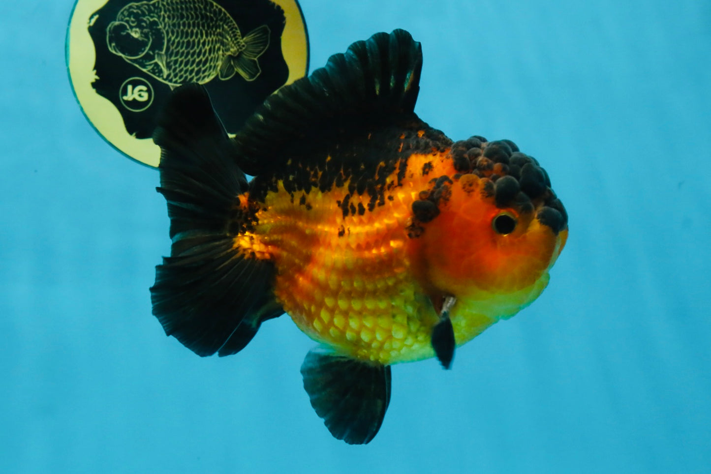 Apache Yuanbao Male 5 inches #110725YB_07