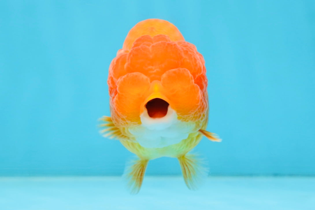 AAA Grade Young Red White LionQueen 4 inches #101025LC_04