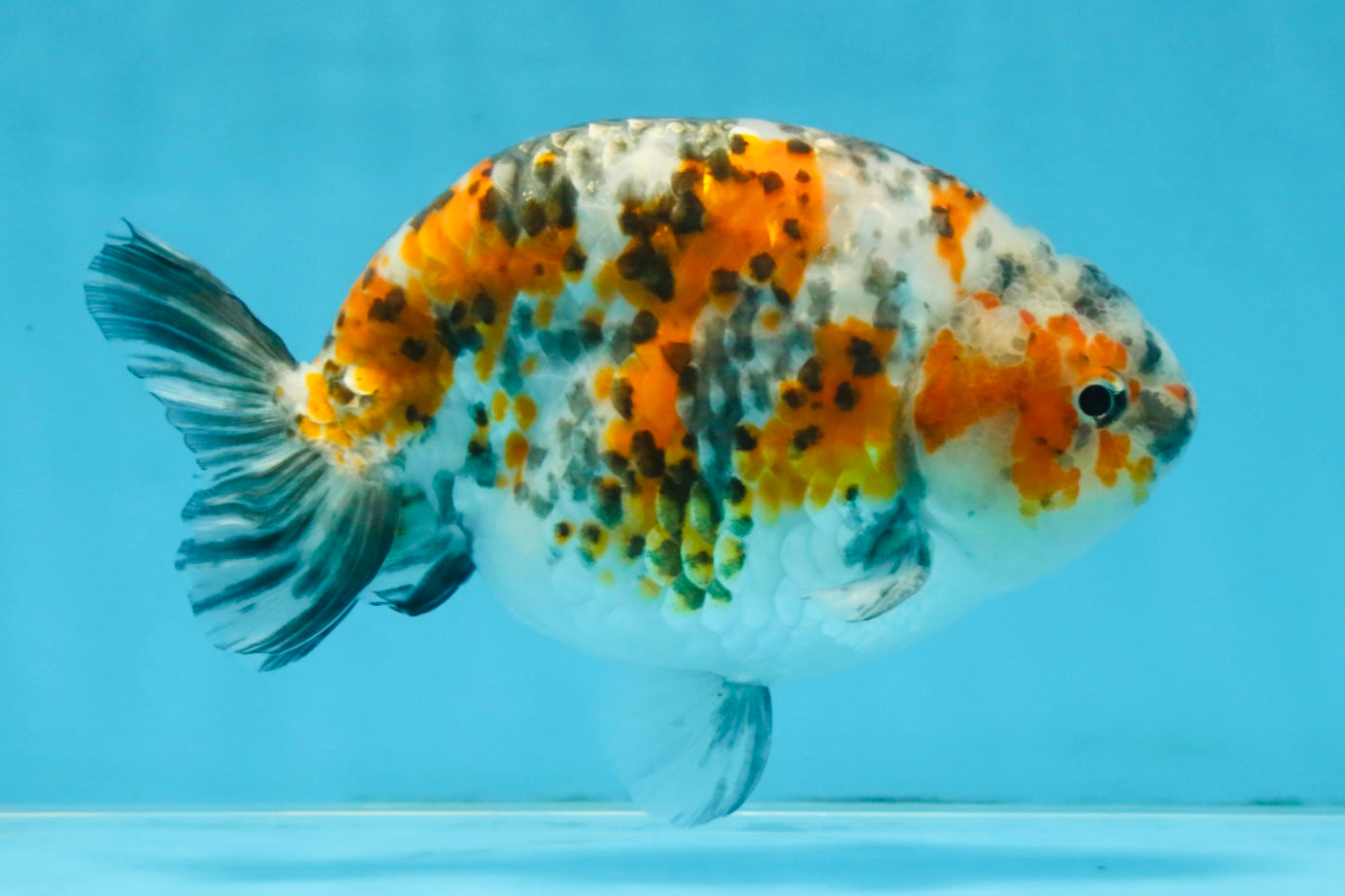 A Grade Tricolor Ranchu Male 5.5 inches #110725RC_14