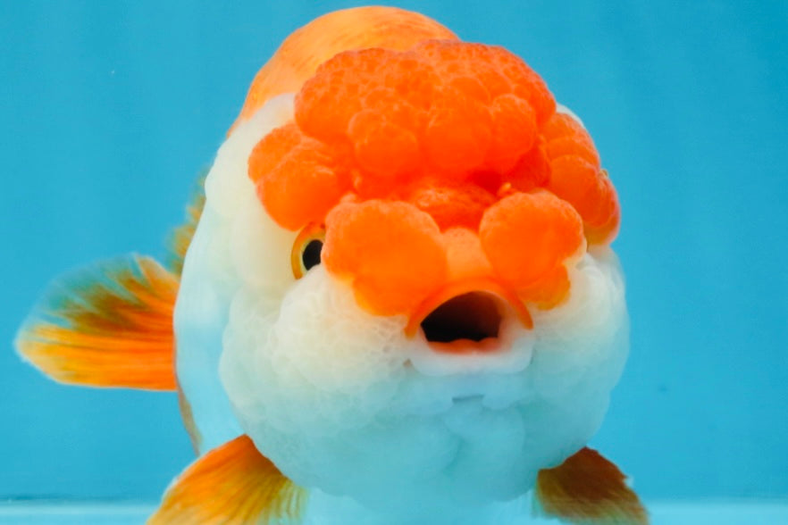 A Grade Red White LionKing 5.5-6 inches #103125LC_10