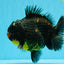 AAA Grade Dark Tiger Yuanbao Male 6-6.5 inches #041026YB_29