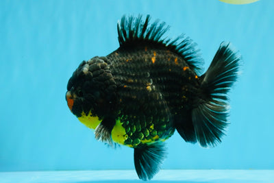 AAA Grade Dark Tiger Yuanbao Male 6-6.5 inches #041026YB_29