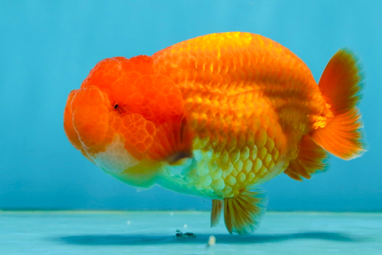 A Grade Solid Red LionKing 4 inches #062725LC_01