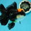 AAA Grade Tricolor Oranda Male 5.5 inches #112224OR_12