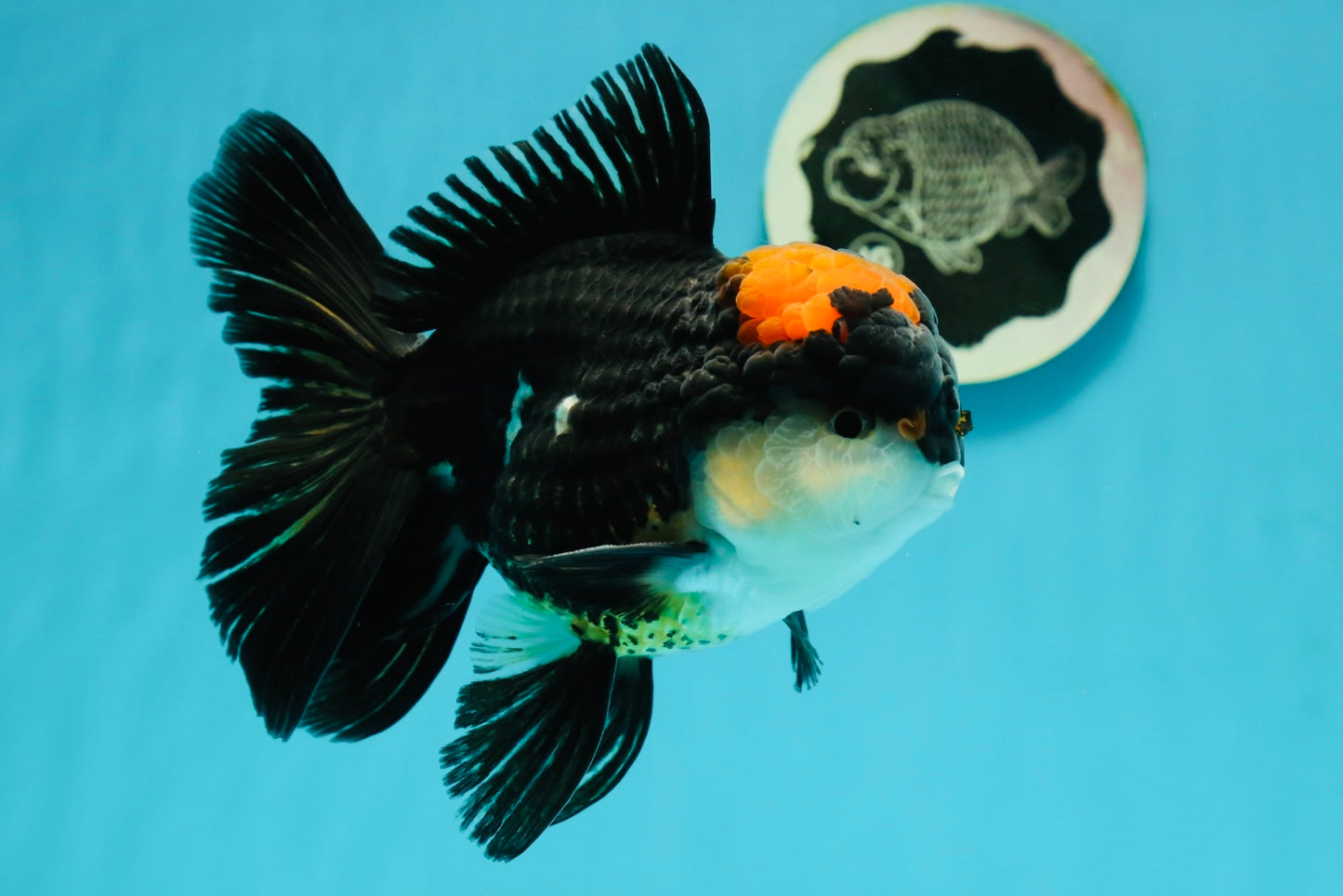 AAA Grade Tricolor Oranda Male 5.5 inches #112224OR_12