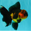 LAVA AAA Grade Apache Oranda Male 5.5 inches #100926OR_21