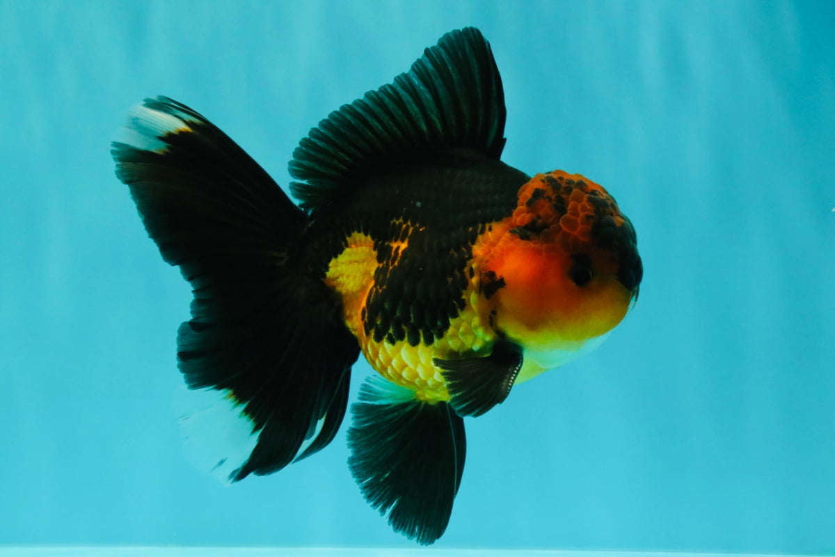 LAVA AAA Grade Apache Oranda Male 5.5 inches #100926OR_21