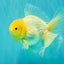 A Grade White Oranda Male 6 inches #061926OR_26