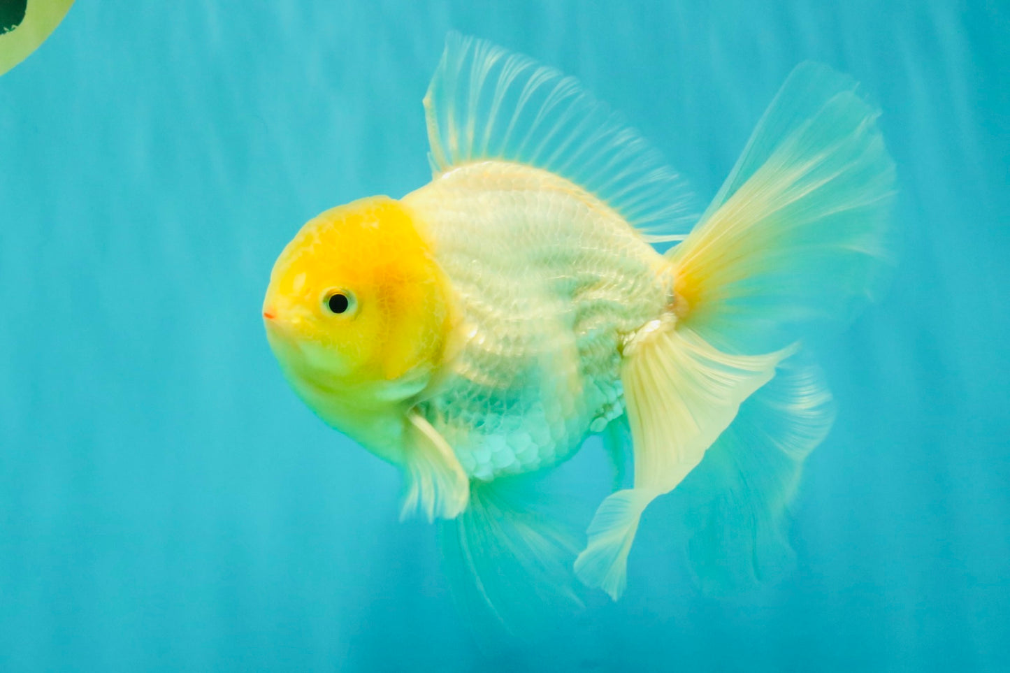 A Grade White Oranda Male 6 inches #061926OR_26