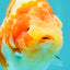UNIQUE AAA Grade Super Kohaku Sakura LionKing 5-5.5 inches #092526LC_18