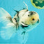 A Grade Two Face Marble Oranda Male 6-6.5 inches #072426OR_11