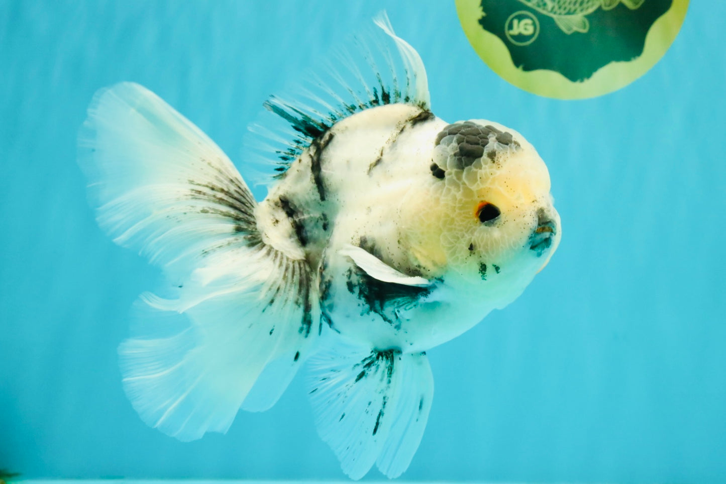 A Grade Two Face Marble Oranda Male 6-6.5 inches #072426OR_11