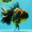 SPECIAL AAA Grade Special Kirin Oranda Male 7-7.5 inches #070326OR_04