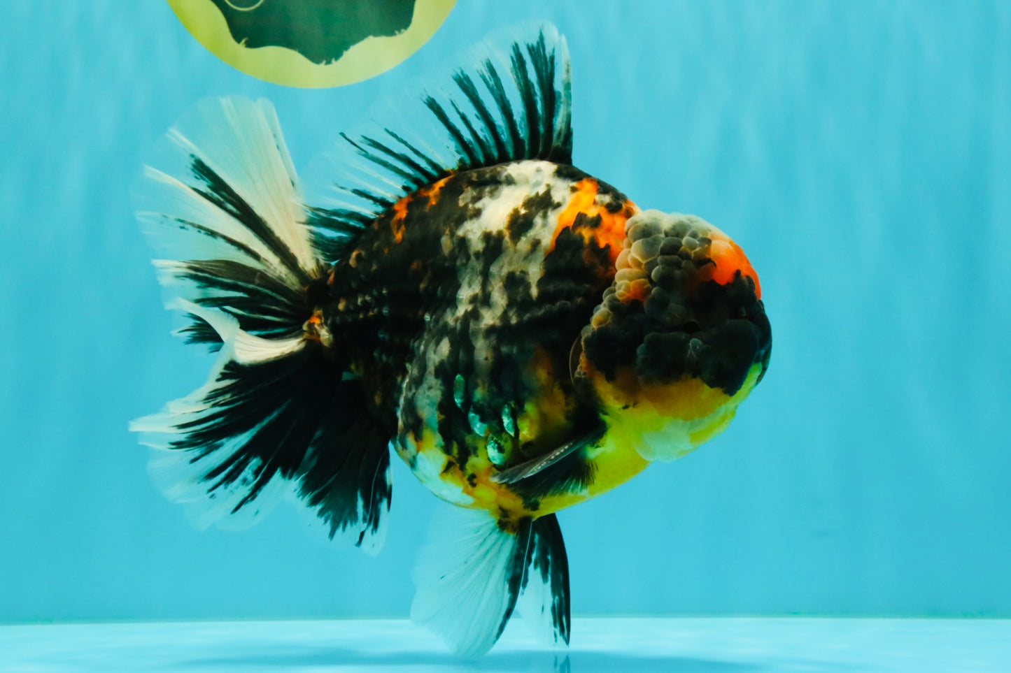 SPECIAL AAA Grade Special Kirin Oranda Male 7-7.5 inches #070326OR_04