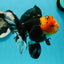 A Grade Monster Red Head Tricolor Oranda Male 5 inches #110124OR_16