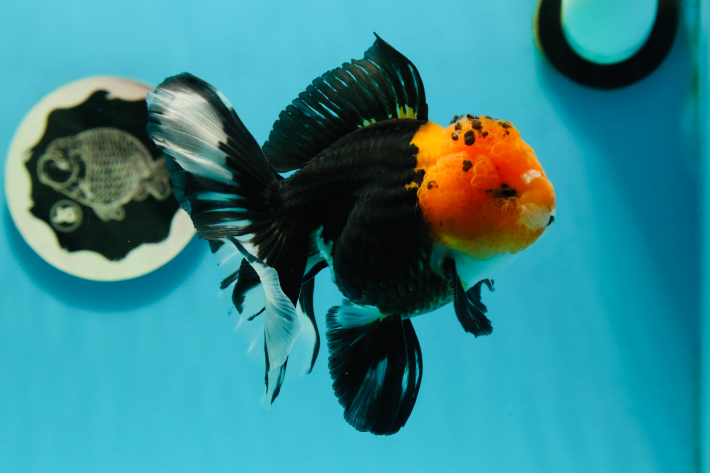 A Grade Monster Red Head Tricolor Oranda Male 5 inches #110124OR_16