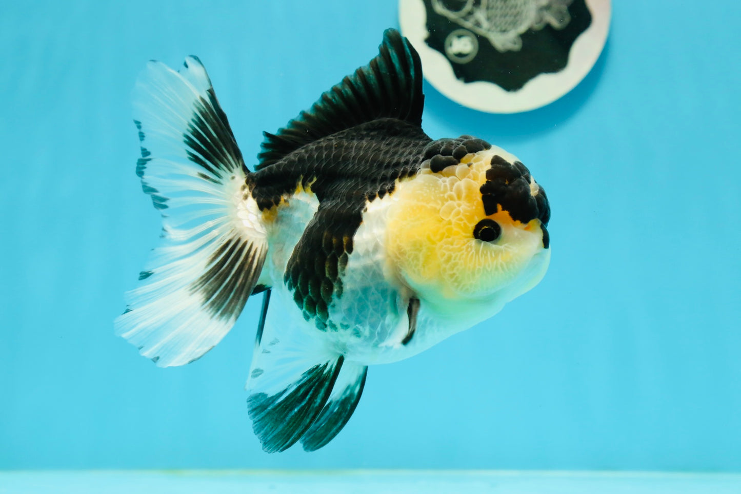 AAA Grade Panda Oranda Female 5.5 inches #1004OR_33